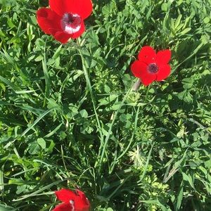 Meet your Posher, Daria